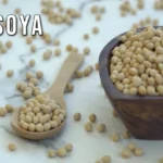 Insoya: A Modern Innovation Redefining Digital Growth and Connectivity